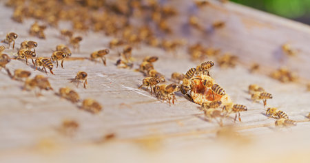 Macro Shot of Bees Producing Honeyの写真素材
