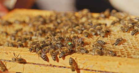 Macro Shot of Bees Producing Honey