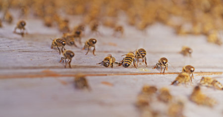 Macro Shot of Bees Producing Honey