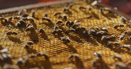 Macro Shot of Bees Producing Honeyの写真素材