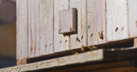 Macro Shot of Bees Producing Honeyの写真素材