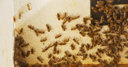 Macro Shot of Bees Producing Honeyの写真素材