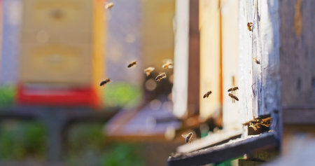 Macro Shot of Bees Producing Honeyの写真素材