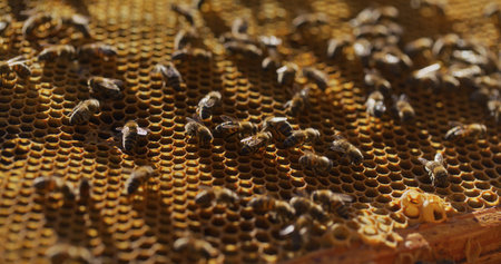 Macro Shot of Bees Producing Honeyの写真素材