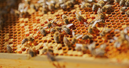 Macro Shot of Bees Producing Honeyの写真素材