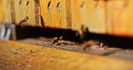 Macro Shot of Bees Producing Honeyの写真素材
