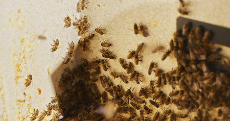 Macro Shot of Bees Producing Honeyの写真素材