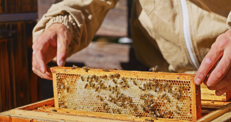 Macro Shot of Bees Producing Honeyの写真素材