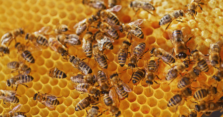 Macro Shot of Bees Producing Honeyの写真素材