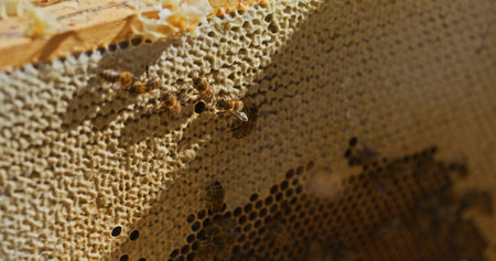 Macro Shot of Bees Producing Honey