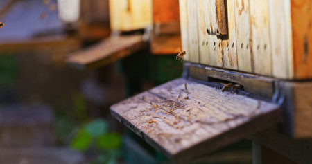 Macro Shot of Bees Producing Honey