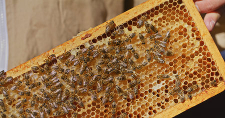 Macro Shot of Bees Producing Honey