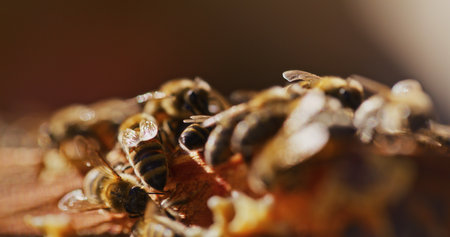 Macro Shot of Bees Producing Honey