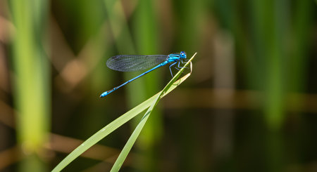 Vibrant Blue Damselfly Perched on a Green Blade of Grass in Summer Natureの素材