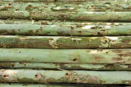 Logs from a tree on timber cutting.の写真素材