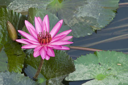 Pink Lotus blooming on water background .の写真素材