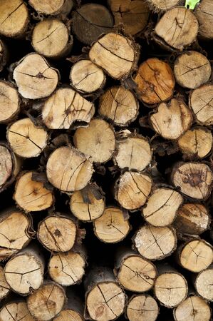 Logs from a tree on timber cutting.