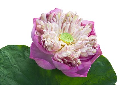 Pink lotus blooming on white background.の写真素材