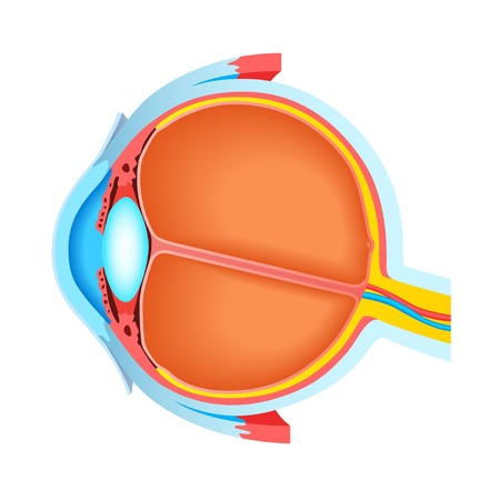 Cross section of human eyeのイラスト素材