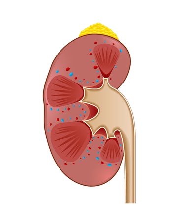 kidney adrenal glandのイラスト素材