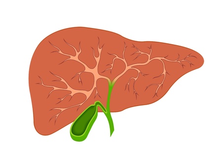 liver and gall bladder in the contextのイラスト素材