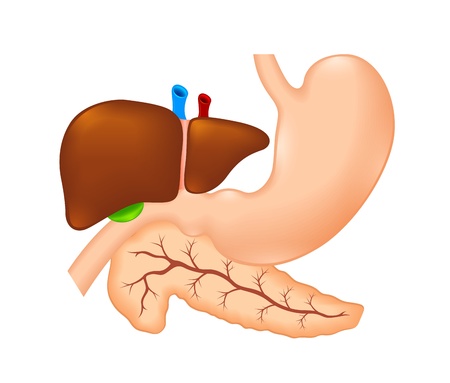 stomach, liver and pancreasのイラスト素材