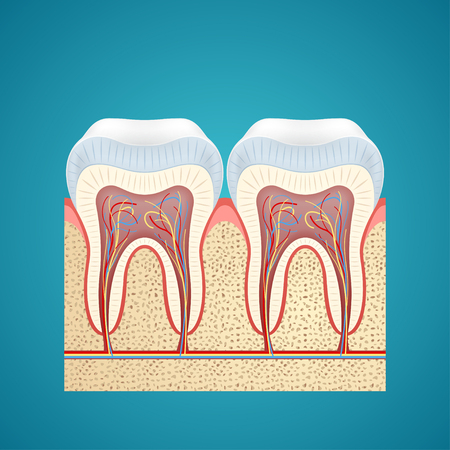 Two healthy human tooth in cutaway on blue のイラスト素材