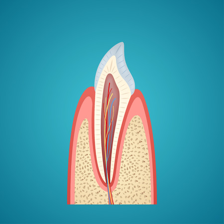 Human canine on cutaway on blue backgroundのイラスト素材