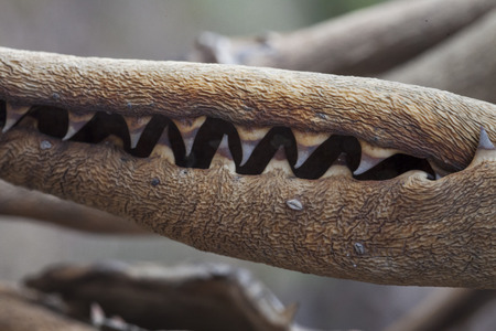 plant in a park in Barcelona. dead leaves of an Aloeの写真素材