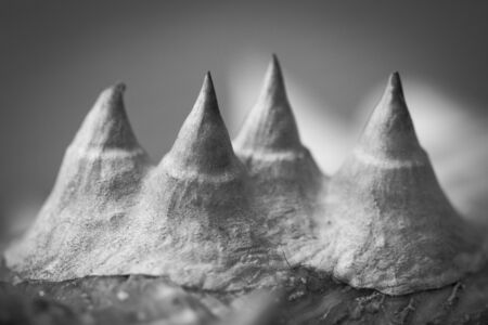 Plants in a park in Barcelona. Thorns on a stem of Ceiba pentandraの写真素材