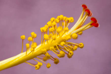 Plants in a park in Barcelona. Hibiscus flowerの写真素材