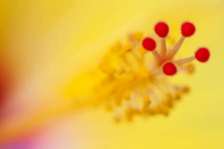 Plants in a park in Barcelona. Hibiscus flowerの写真素材