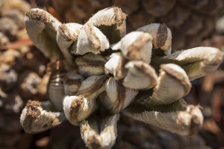 Plants in a park in Barcelona. Natal Cycad. Encephalartos natalensisの写真素材