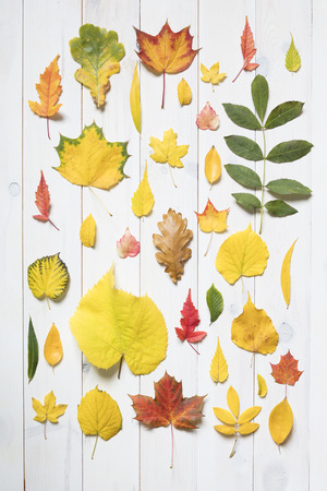 collection of colorful autumn leafsの写真素材