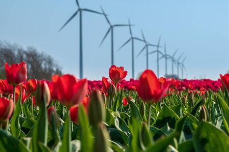 Red tulips and modern windmills in Hollandの写真素材