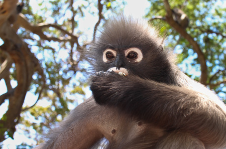 An Alpha Male Langur Primate Monkey Eats while scanning the environment for rivals and threatsの写真素材