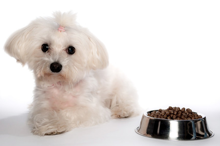 Maltese dog with ponytail on white backgroundの写真素材