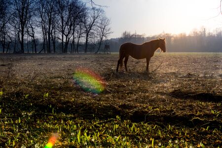 Brown horse on the pasture near forestの写真素材