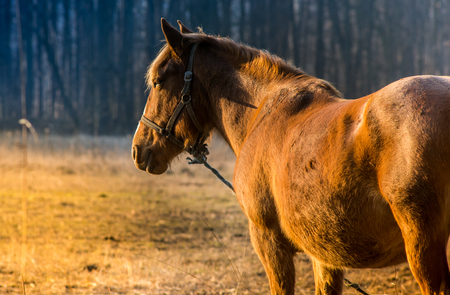 Brown horse on the pasture near forestの写真素材