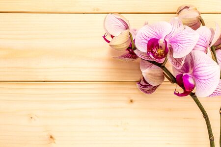 Beuty violet orchid on wood background photographyの写真素材