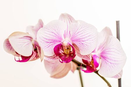 Beuty violet orchid on white background photographyの写真素材