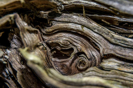 Really brown wood texture or background photo