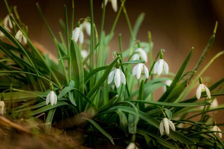 First spring flowers snowdrops and dry grass in forest