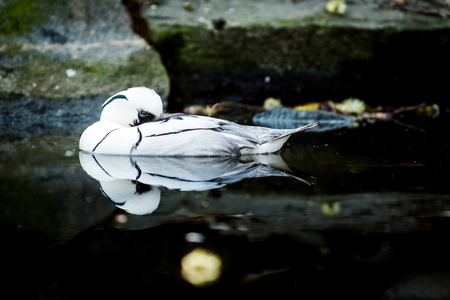 Male of white duck names the smew (Mergellus albellus) in water
