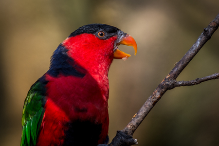 Very nice parrot Black-capped lory (Lorius lory). Wildlife animal.の写真素材