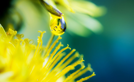 dew drop on yellow flower extreme macro photographyの写真素材