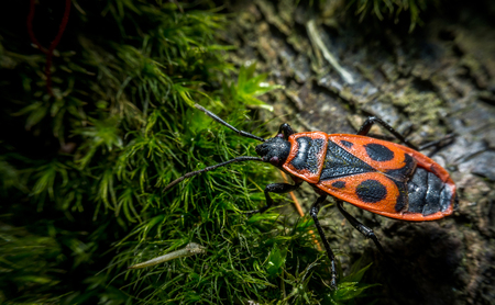 Litlle red the firebug (Pyrrhocoris apterus) in grass macro