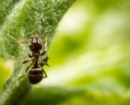 Very little brown Ant on green leaf extreme macro photographyの写真素材