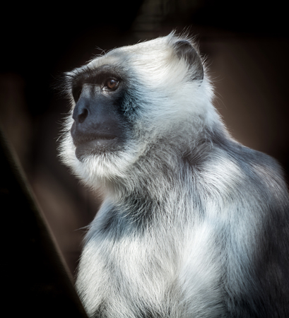 Detail of monkey northern plains gray langur(Semnopithecus entellus). Wildlife animal.の写真素材