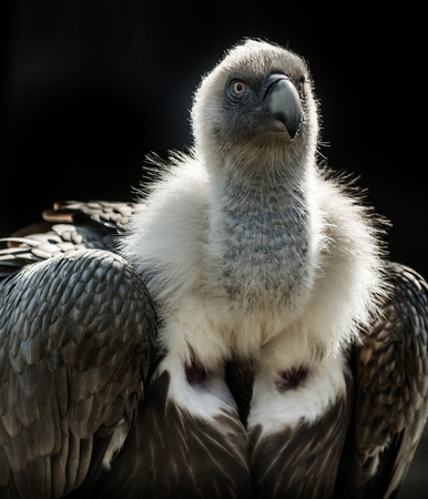 Big bird Griffon vulture  (Gyps fulvus) on dark background. Wildlife animal.の写真素材
